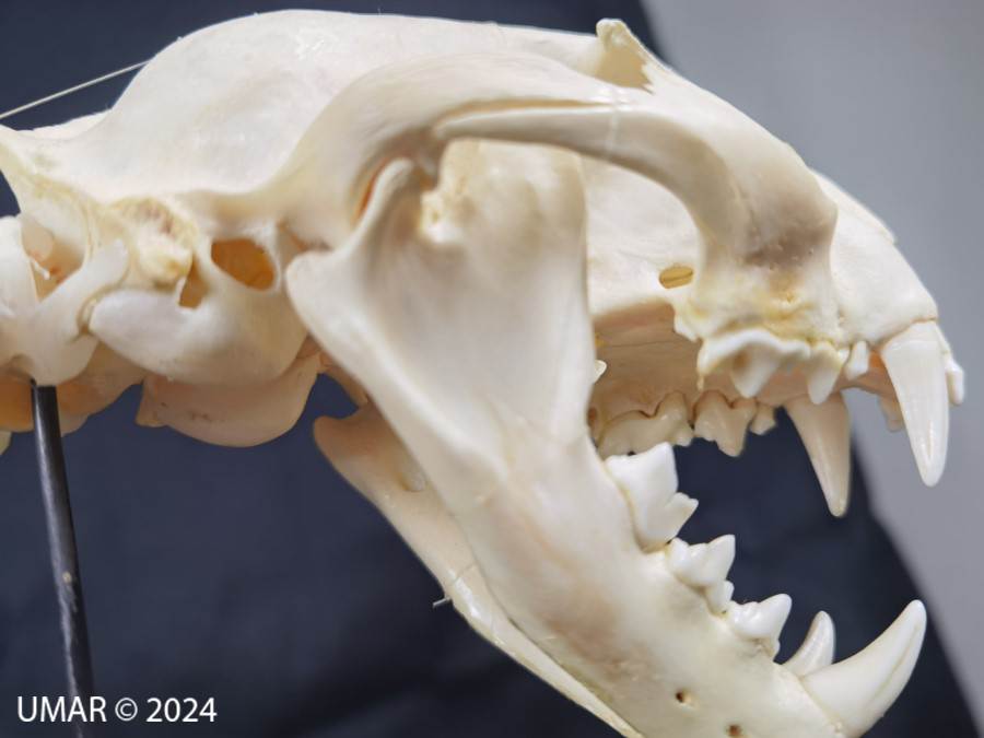 Especie en colección