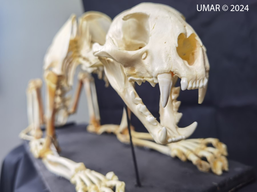 Especie en colección