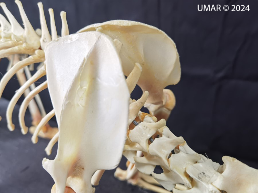 Especie en colección