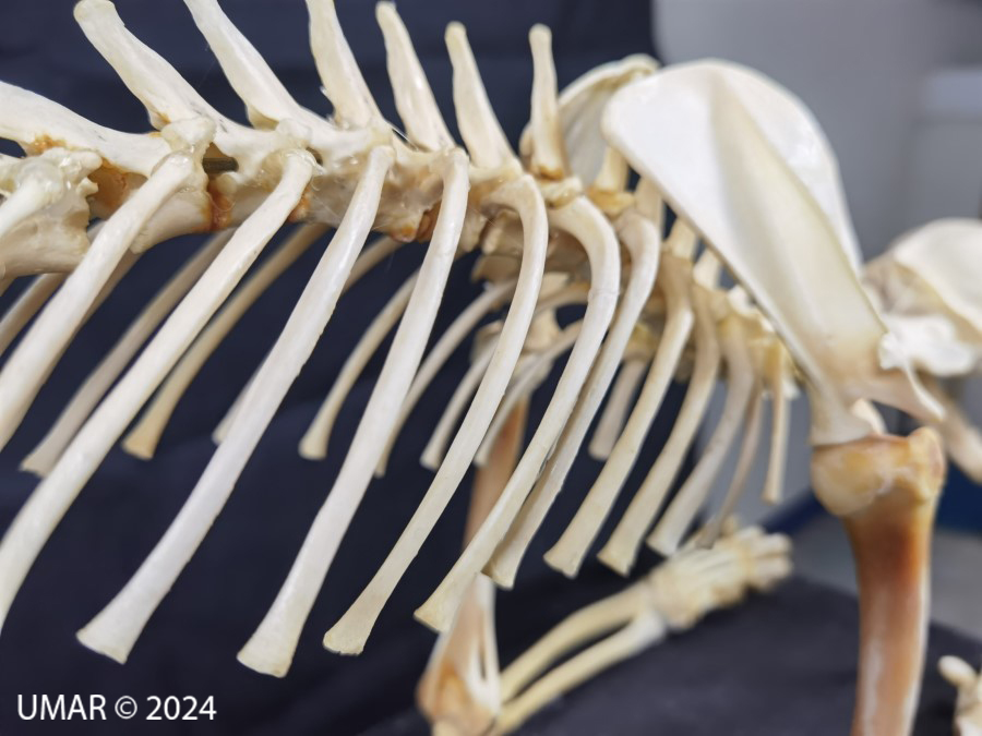 Especie en colección