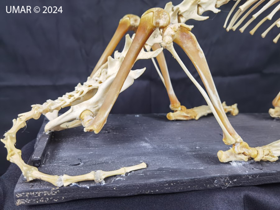 Especie en colección