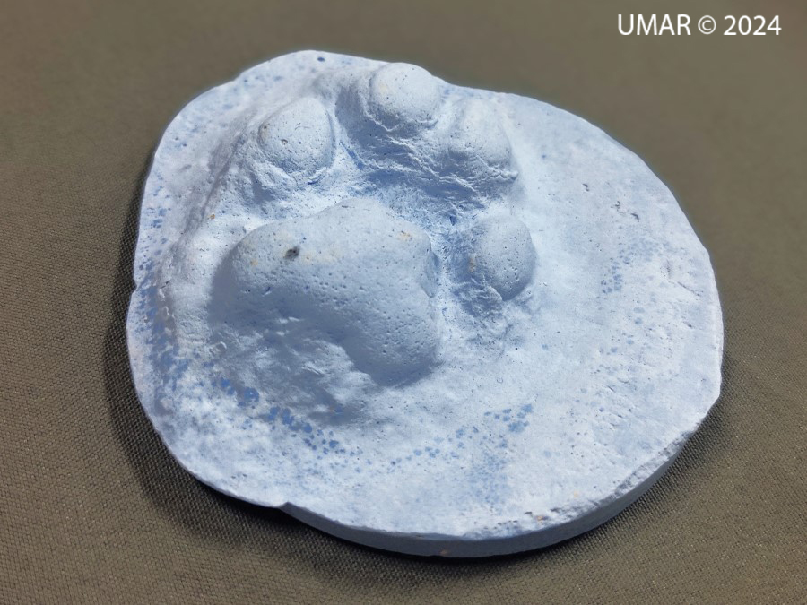 Especie en colección