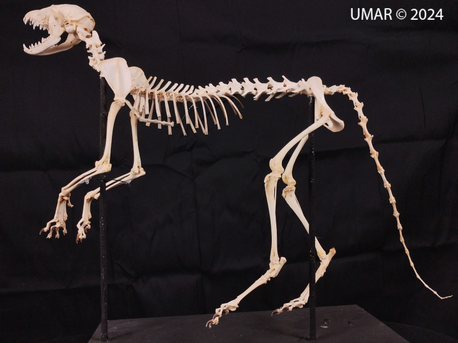 Especie en colección