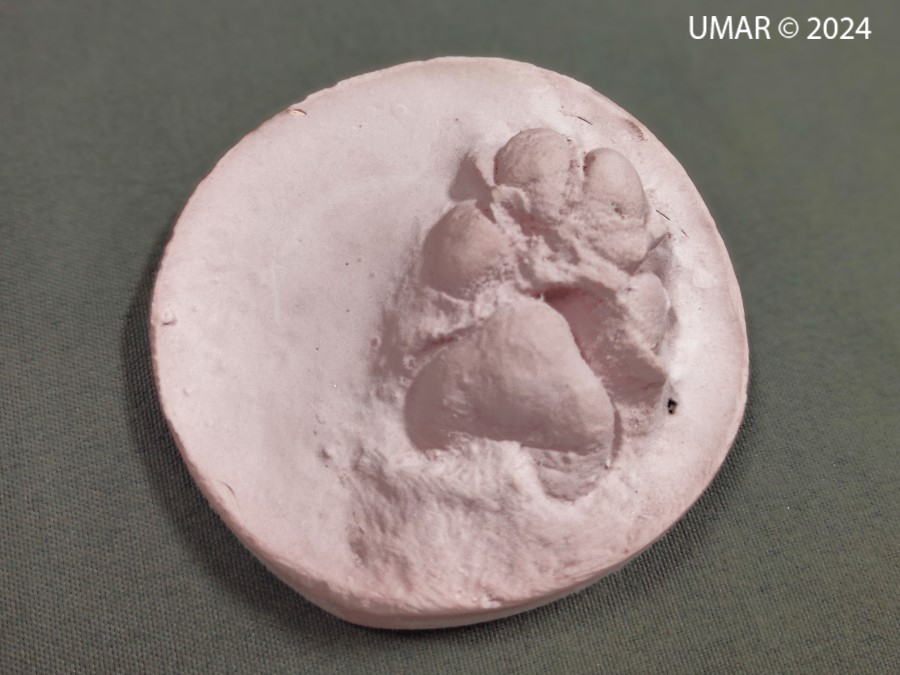 Especie en colección