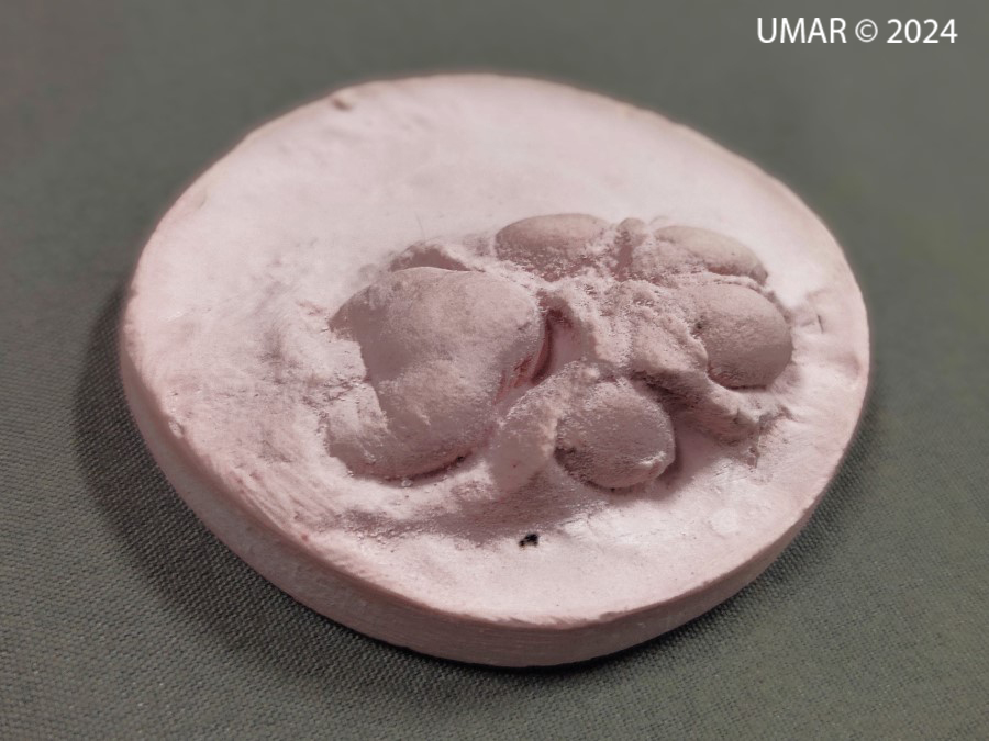 Especie en colección