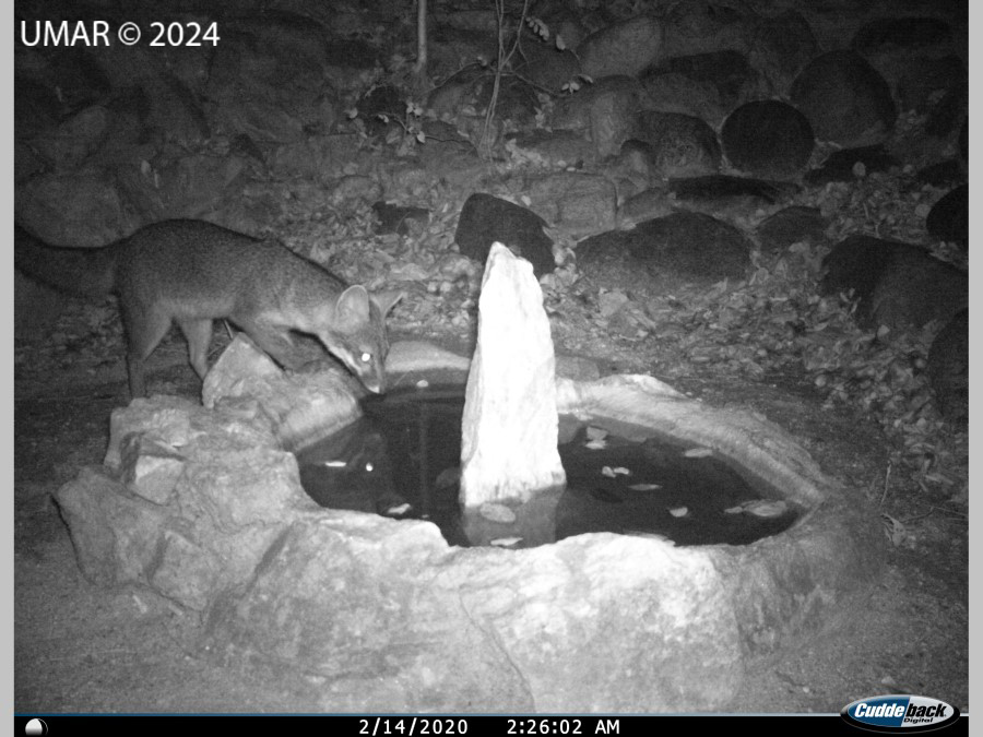 Especie en colección