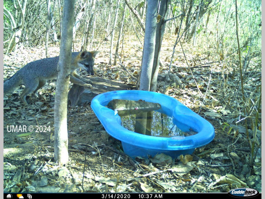 Especie en colección