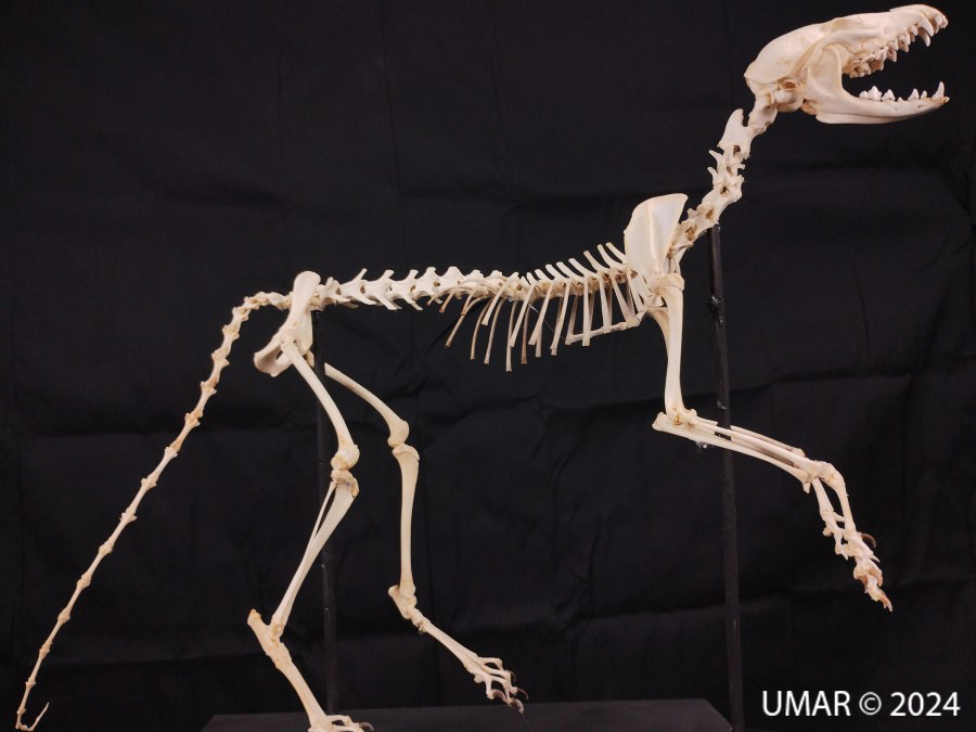 Especie en colección