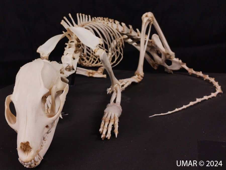 Especie en colección