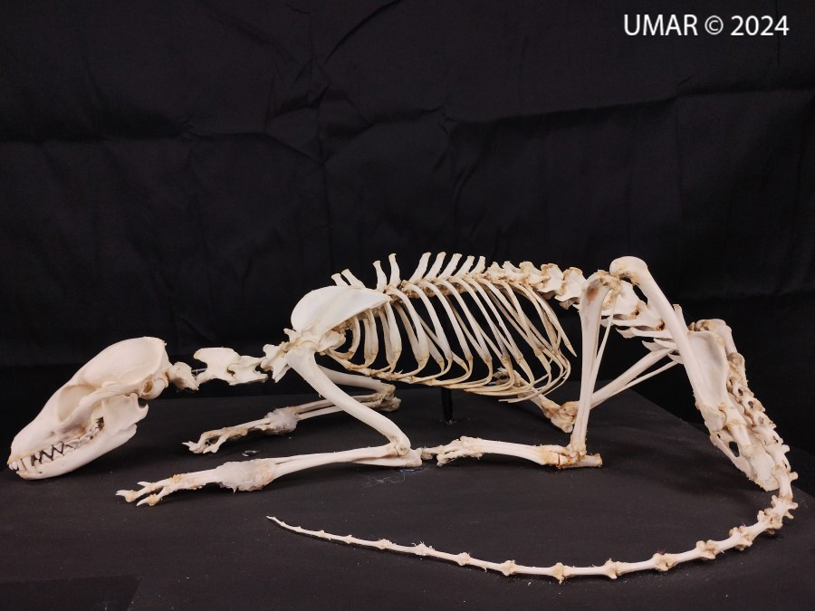 Especie en colección