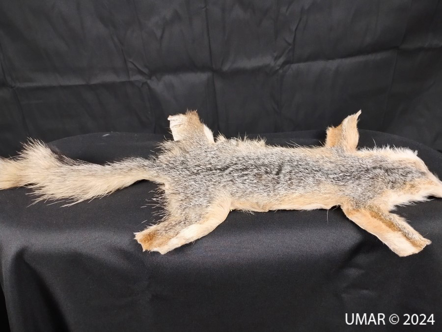 Especie en colección