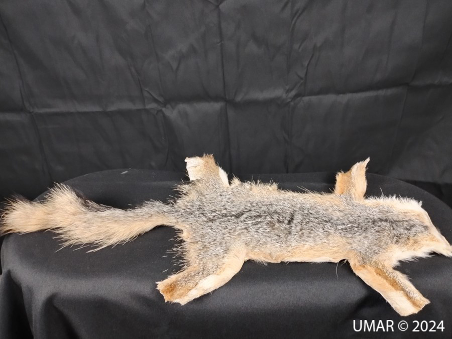 Especie en colección