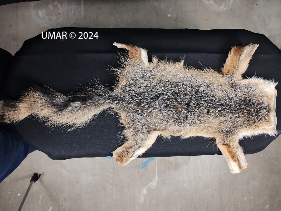 Especie en colección