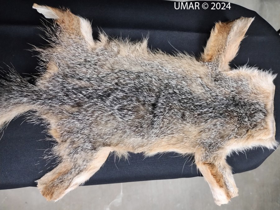 Especie en colección