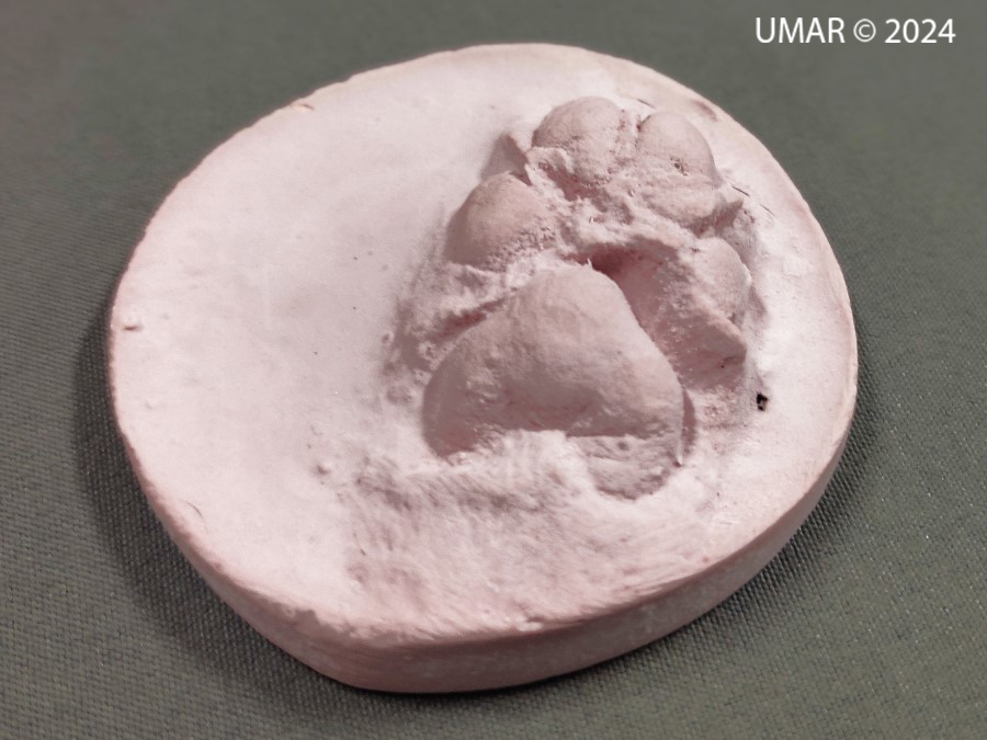 Especie en colección