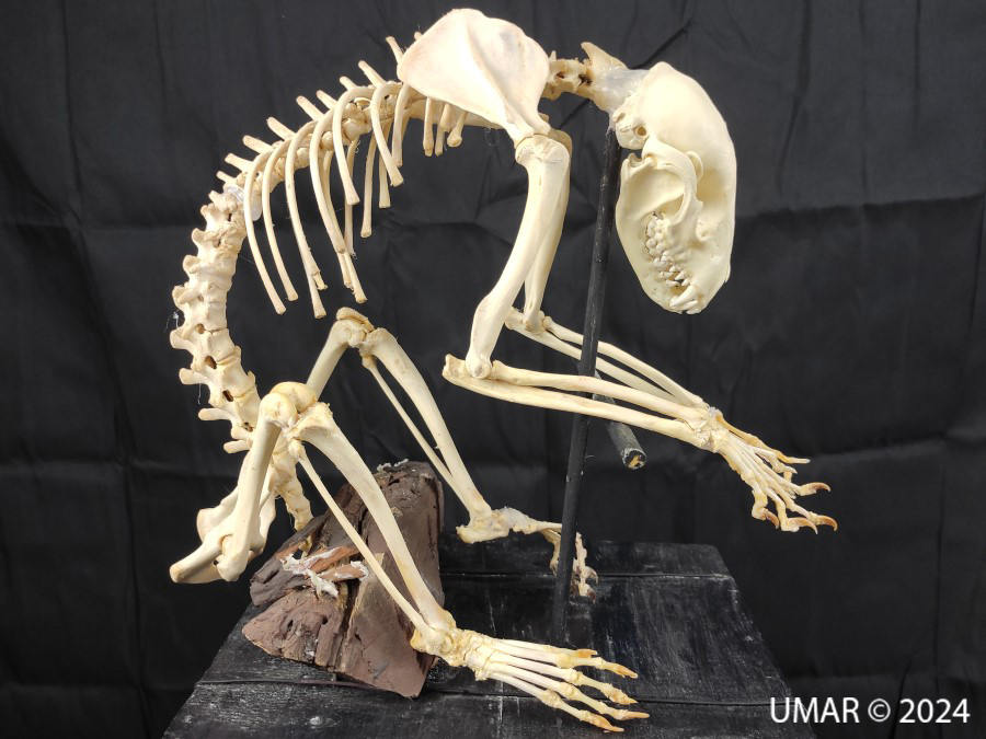 Especie en colección