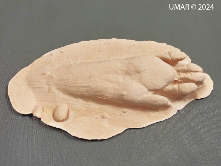 Especie en colección