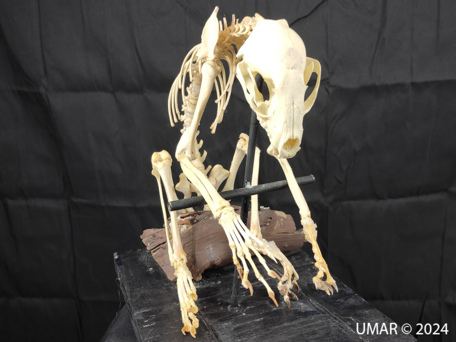 Especie en colección