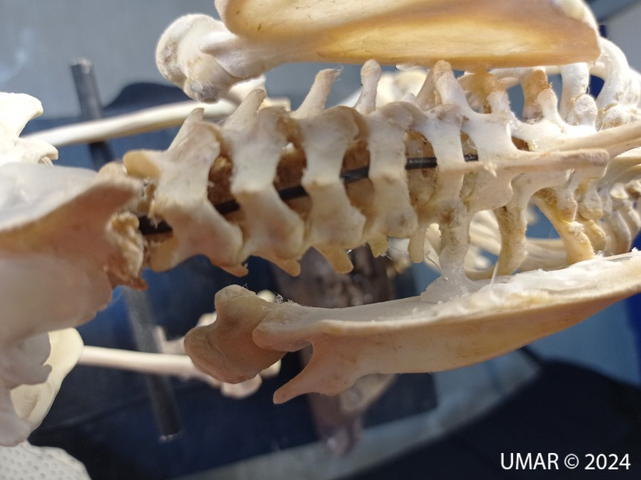 Especie en colección