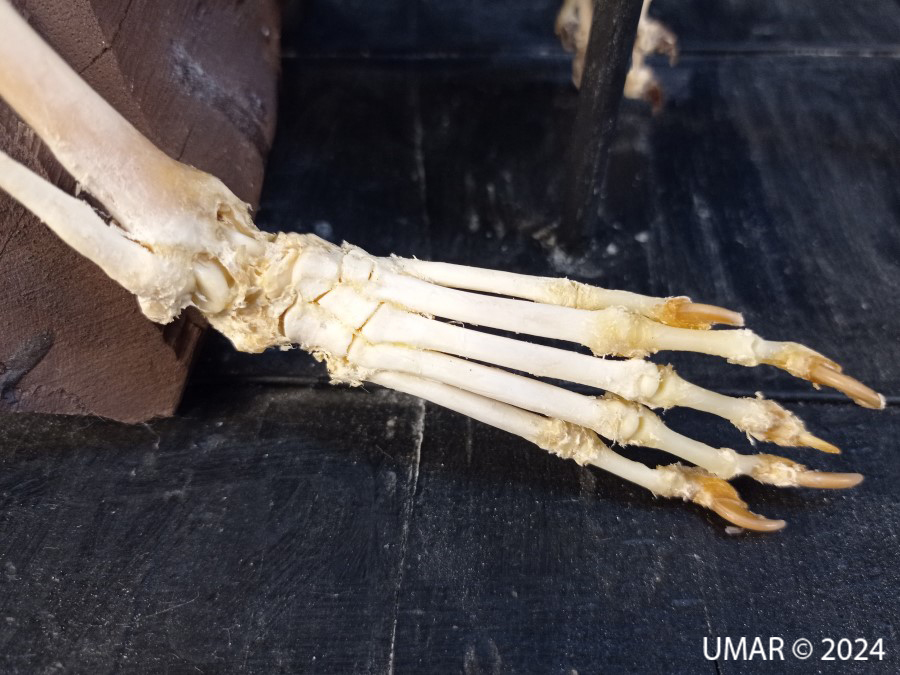 Especie en colección