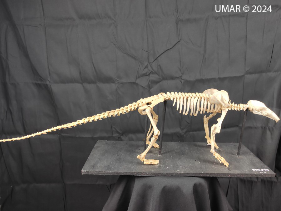 Especie en colección