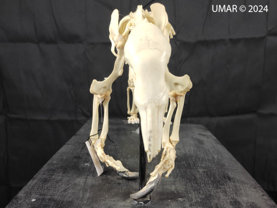 Especie en colección