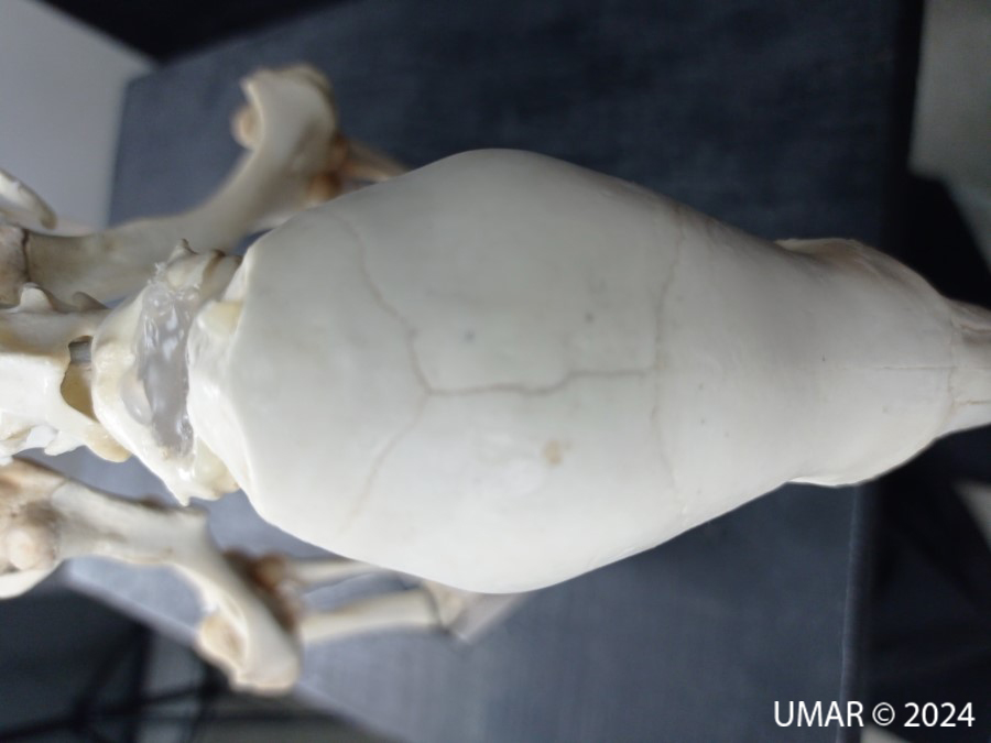 Especie en colección