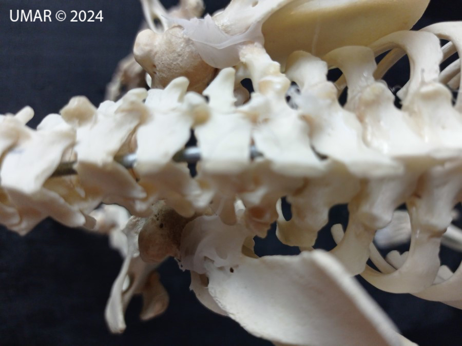 Especie en colección