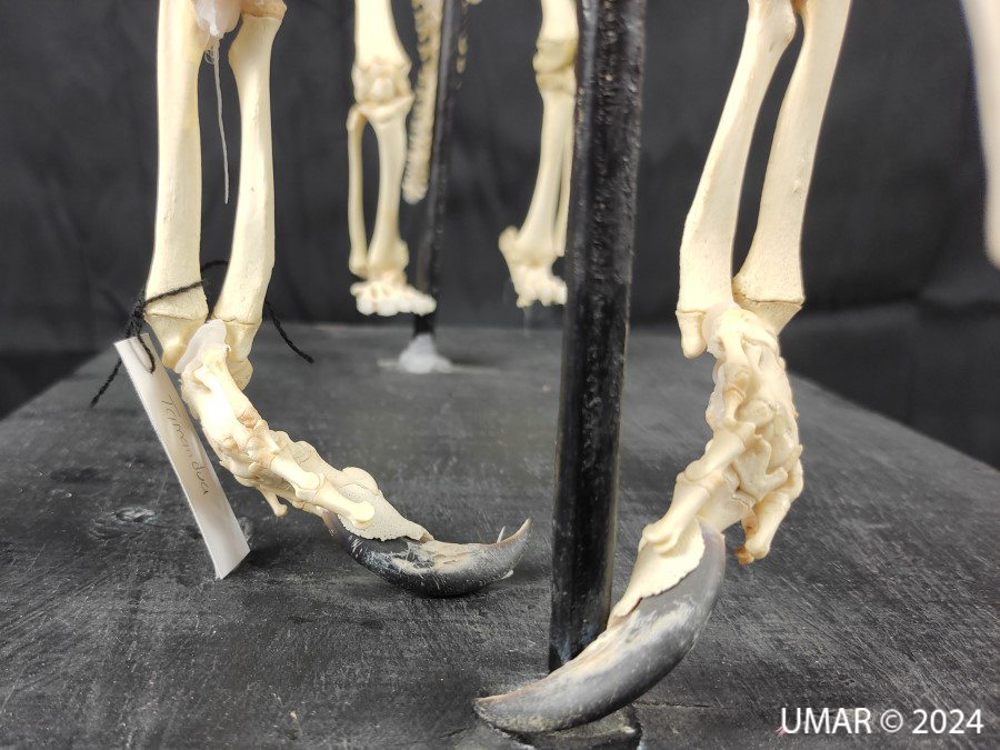 Especie en colección