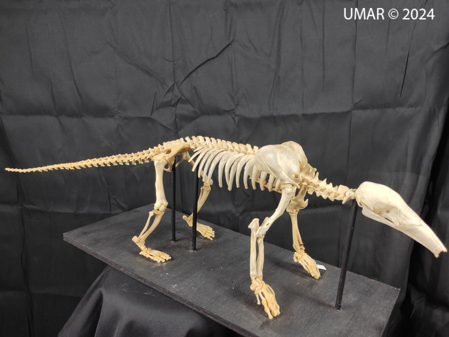 Especie en colección