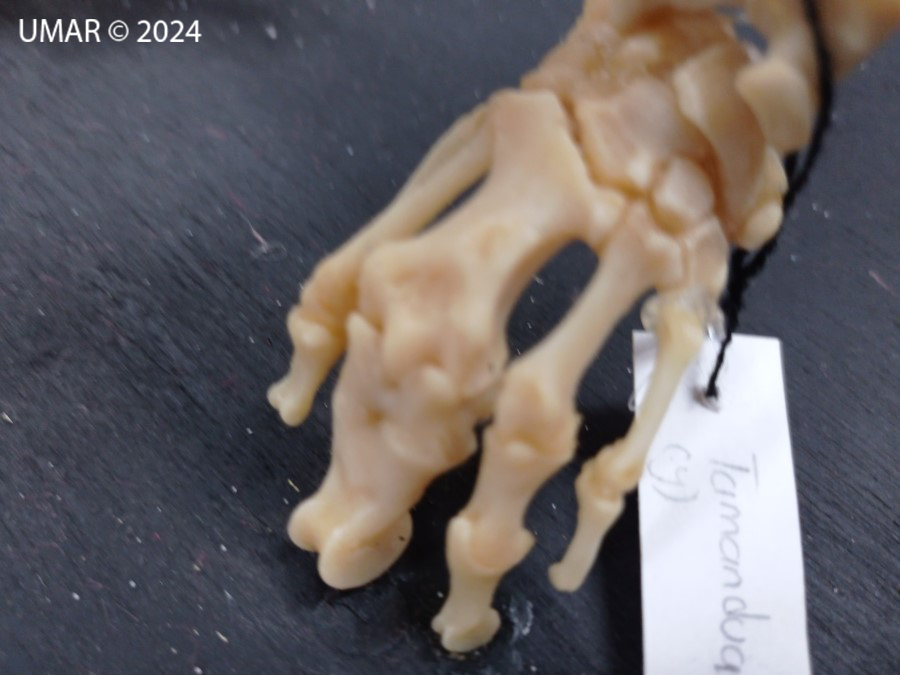 Especie en colección