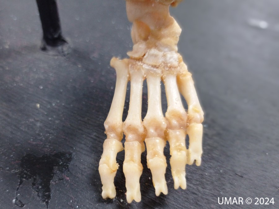 Especie en colección