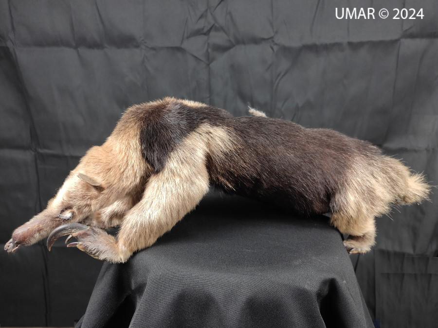 Especie en colección