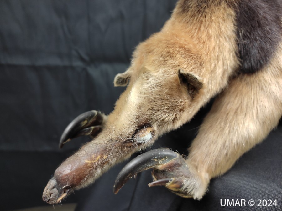 Especie en colección