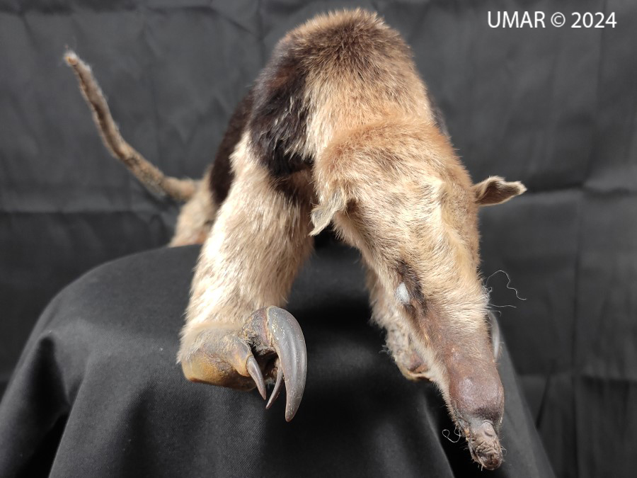 Especie en colección