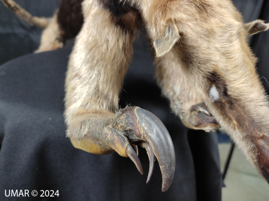 Especie en colección