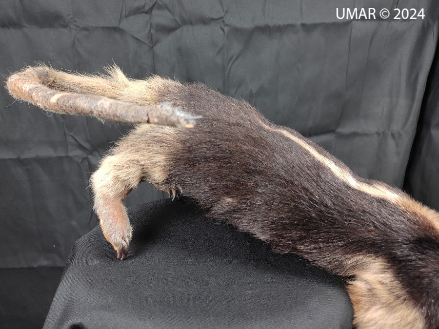 Especie en colección