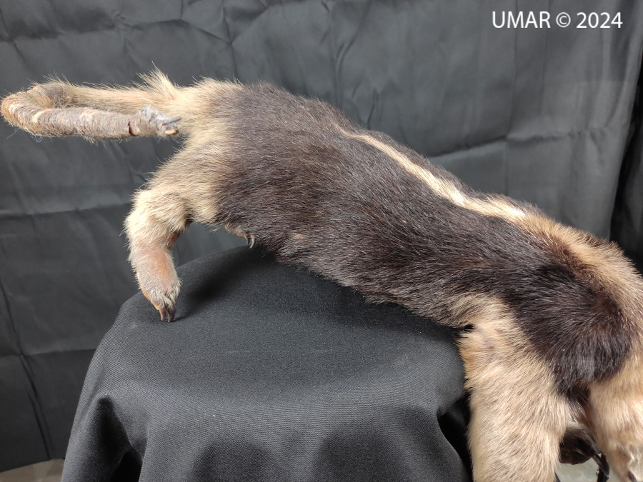 Especie en colección