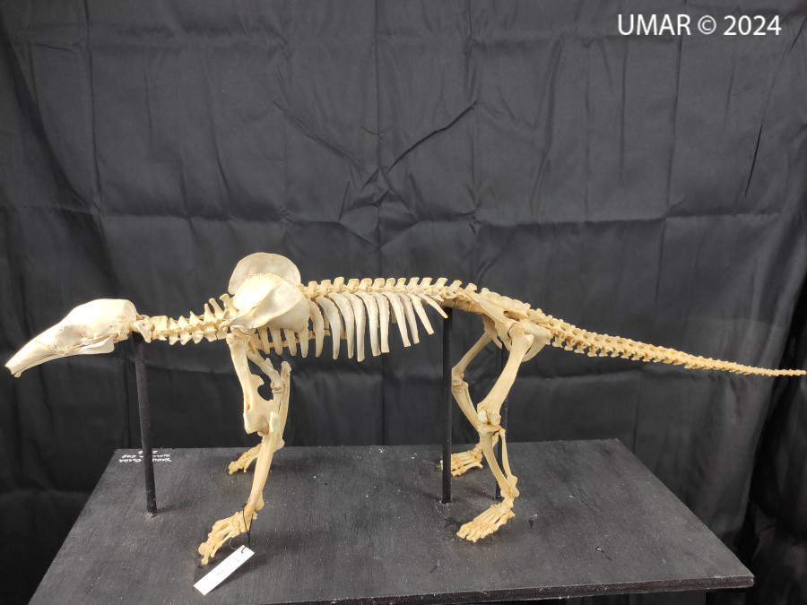 Especie en colección