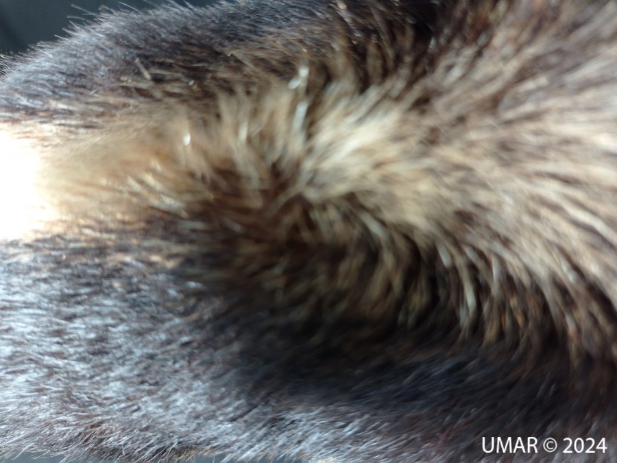 Especie en colección