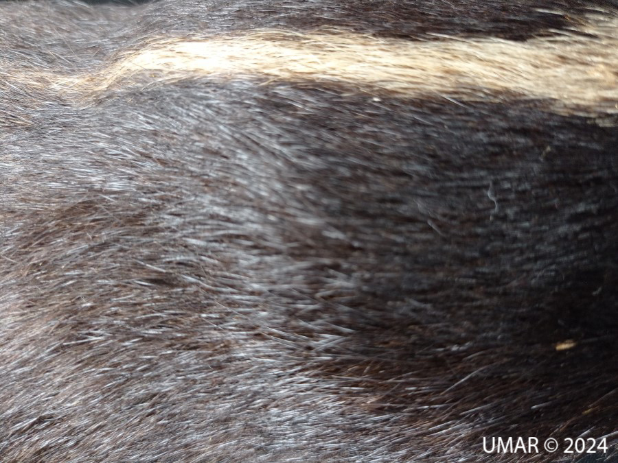 Especie en colección