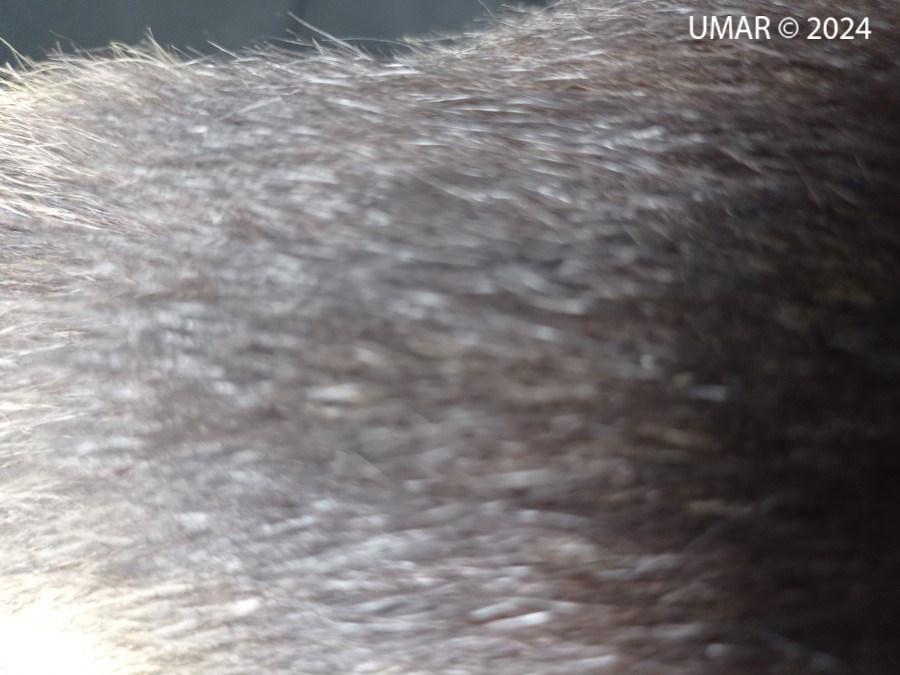 Especie en colección