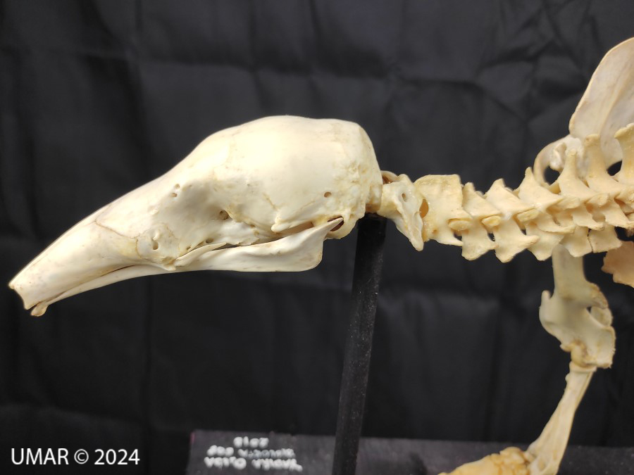 Especie en colección