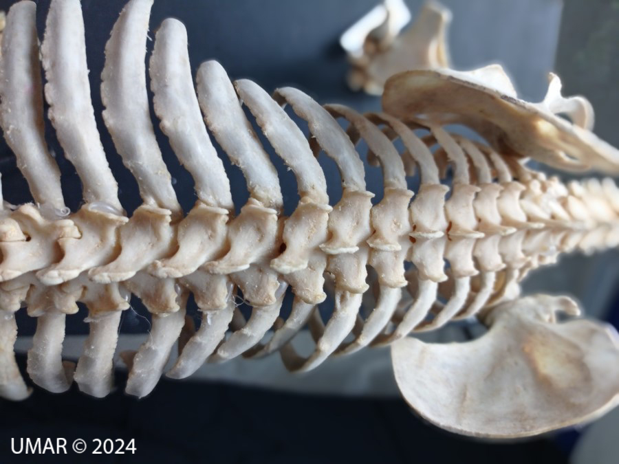 Especie en colección