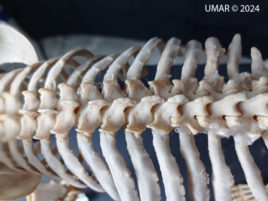 Especie en colección