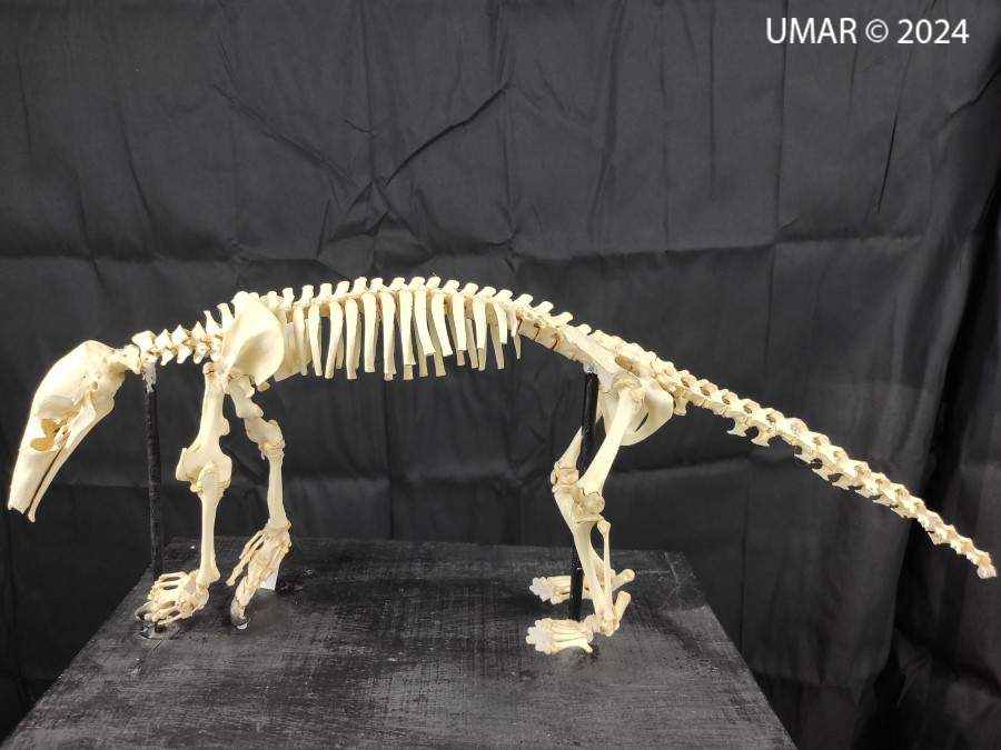 Especie en colección