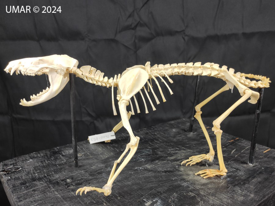 Especie en colección