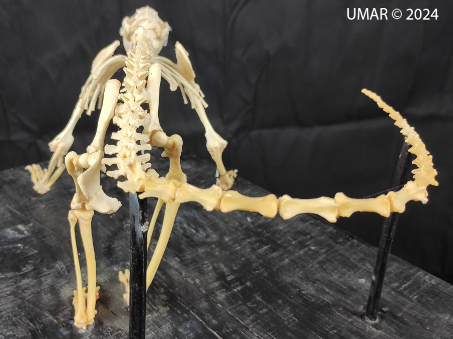 Especie en colección