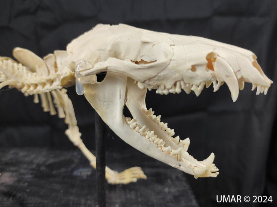 Especie en colección