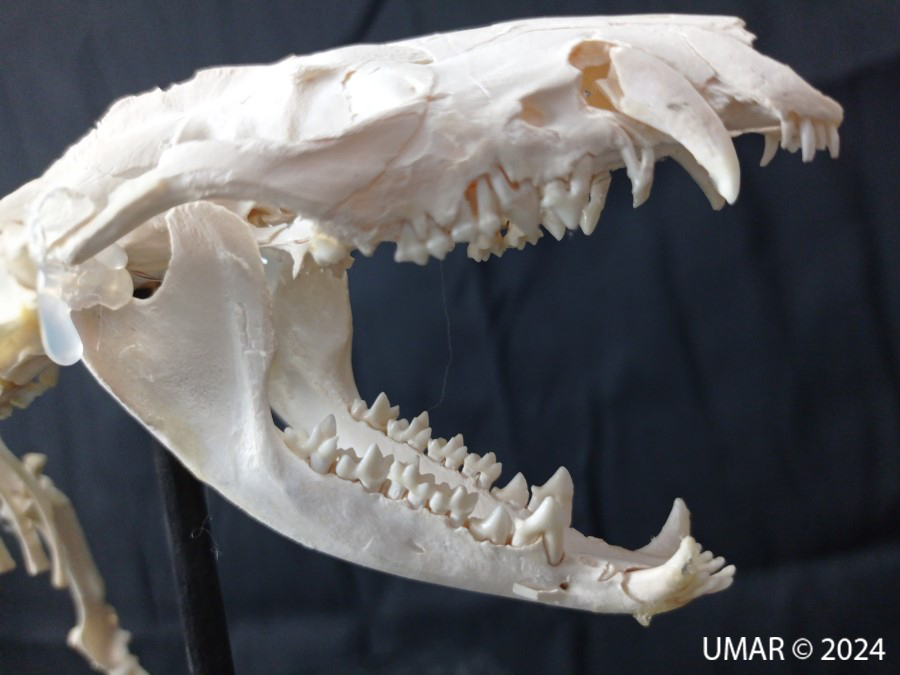 Especie en colección